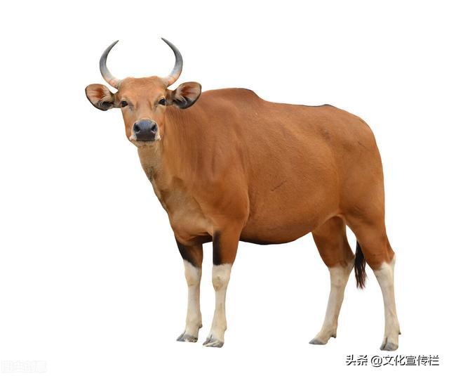 关于牛生肖的知识_生肖牛的科普_生肖牛相关知识